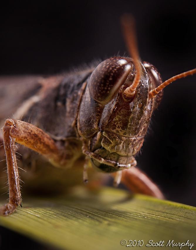 Red Legged Grasshopper