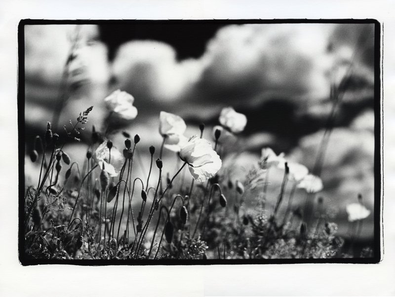 Red poppy
