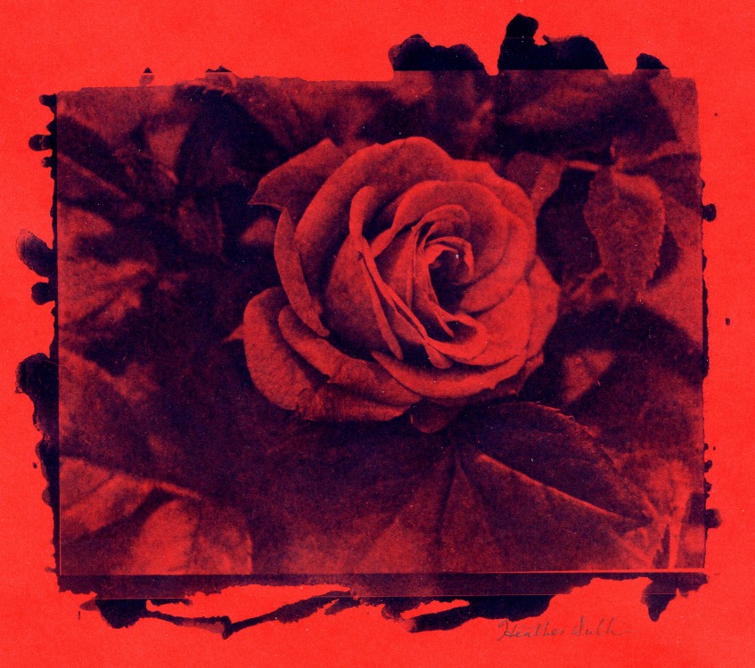 Red Rose