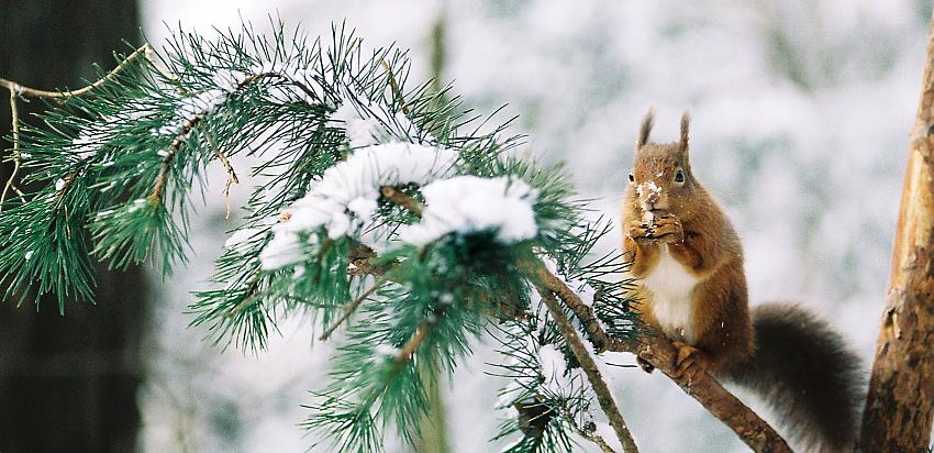 Red squirrels