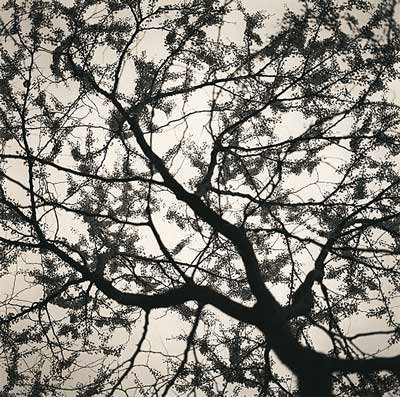 Redbud