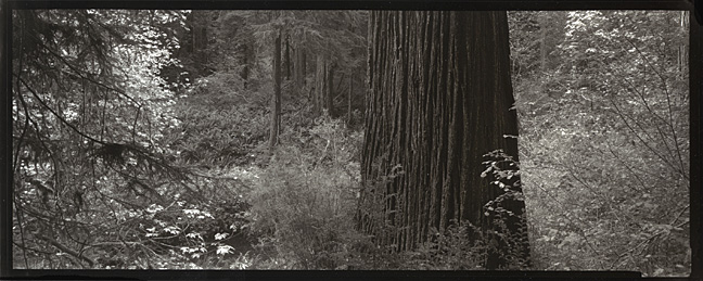 Redwood Along Prairie Creek