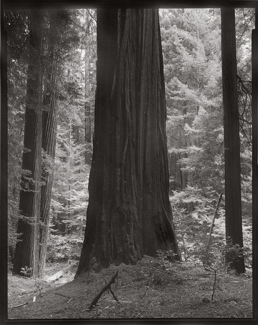 Redwood, Bull Creek Flat, 2012