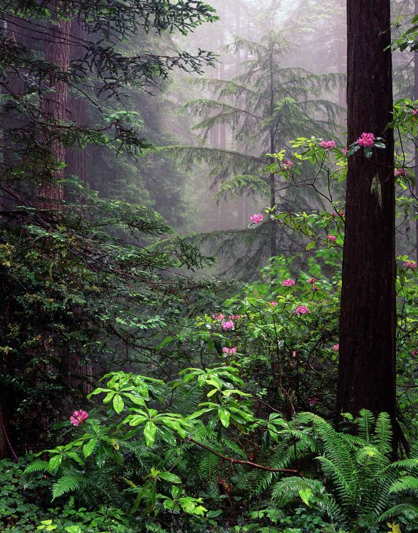 Redwood Forest  - Tom Johnston