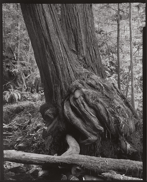 Redwood, McDonald Creek, Redwood Nat. Park, 2012