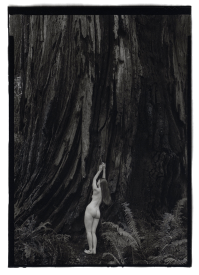Redwood Trunk, Nude