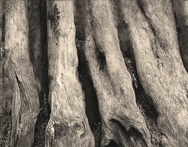 Redwood trunk