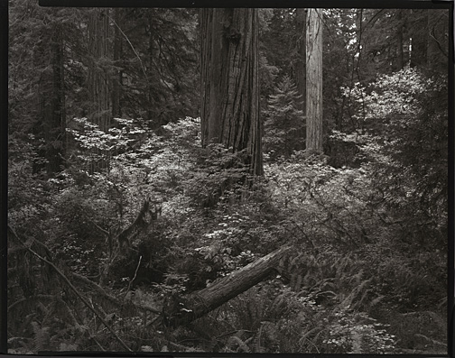Redwood, Vine Maple