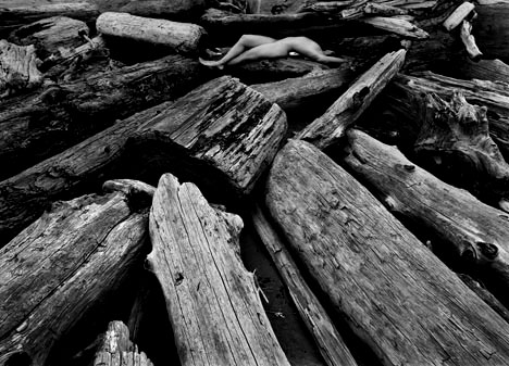 Redwood_Driftwood_copy_2