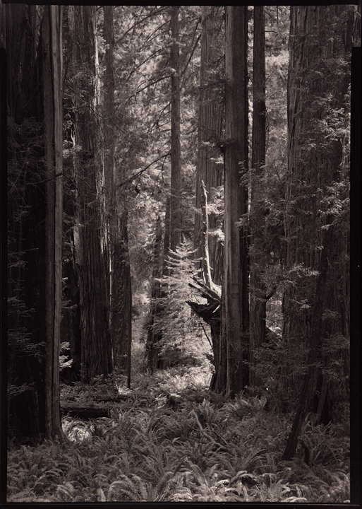 RedwoodCathedral5x7