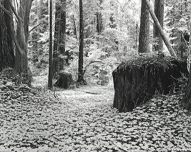 Redwoods & Sorrel
