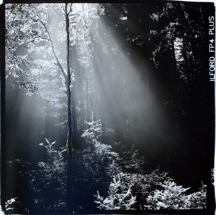 Redwoodslight2008 (700x696)