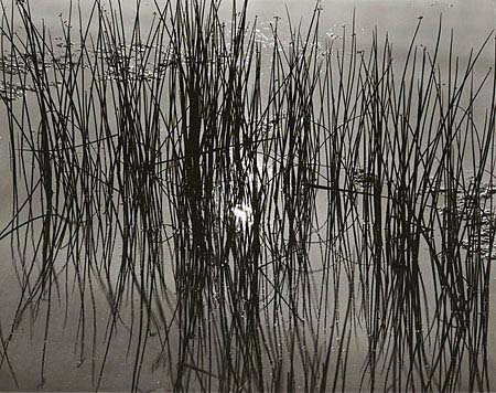 Reed Reflections