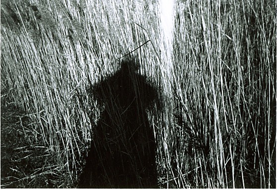 reed & shadow