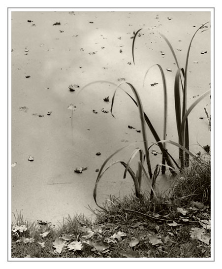 Reed