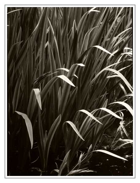 reed