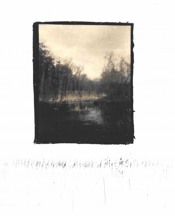 Reeds #2
