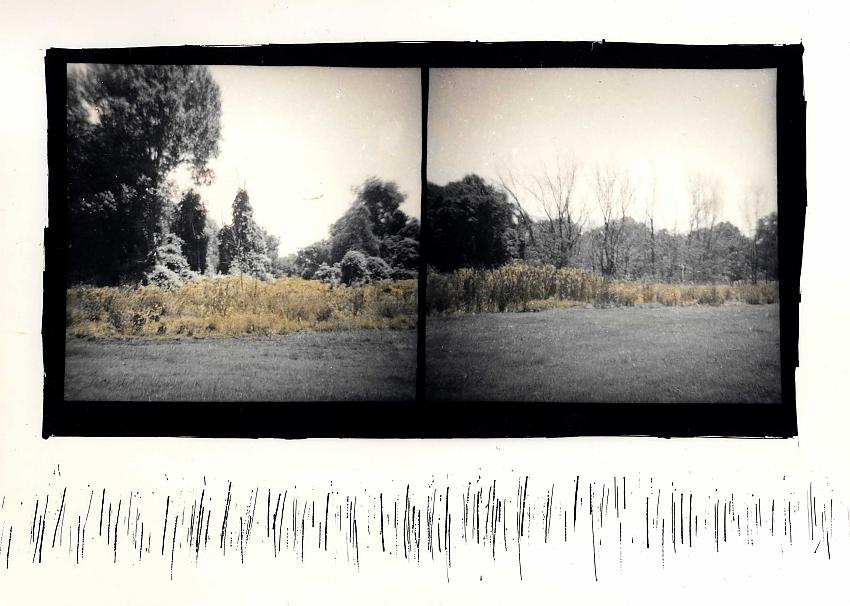 Reeds #3
