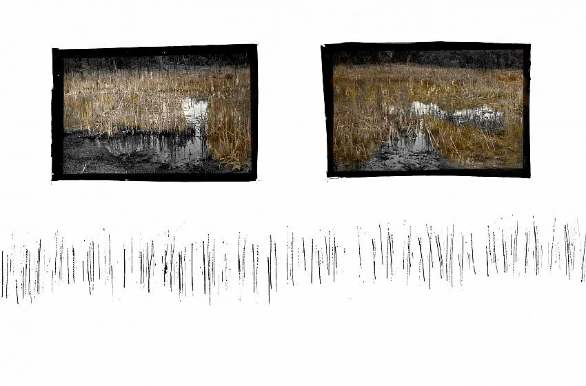 Reeds #4