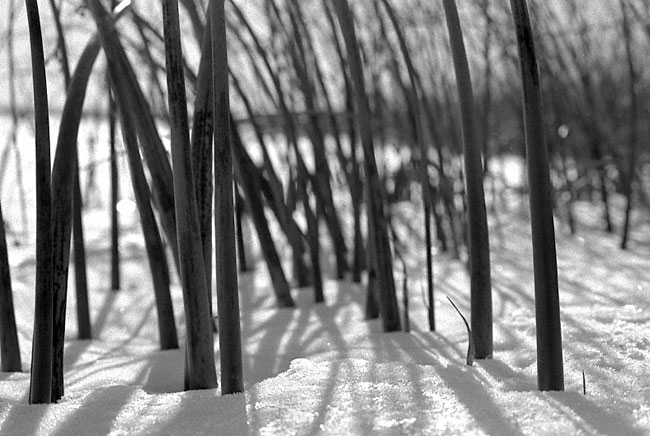 reeds at waugoshance