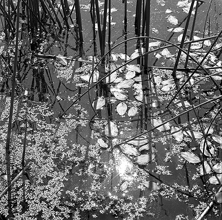 Reeds & Leaves