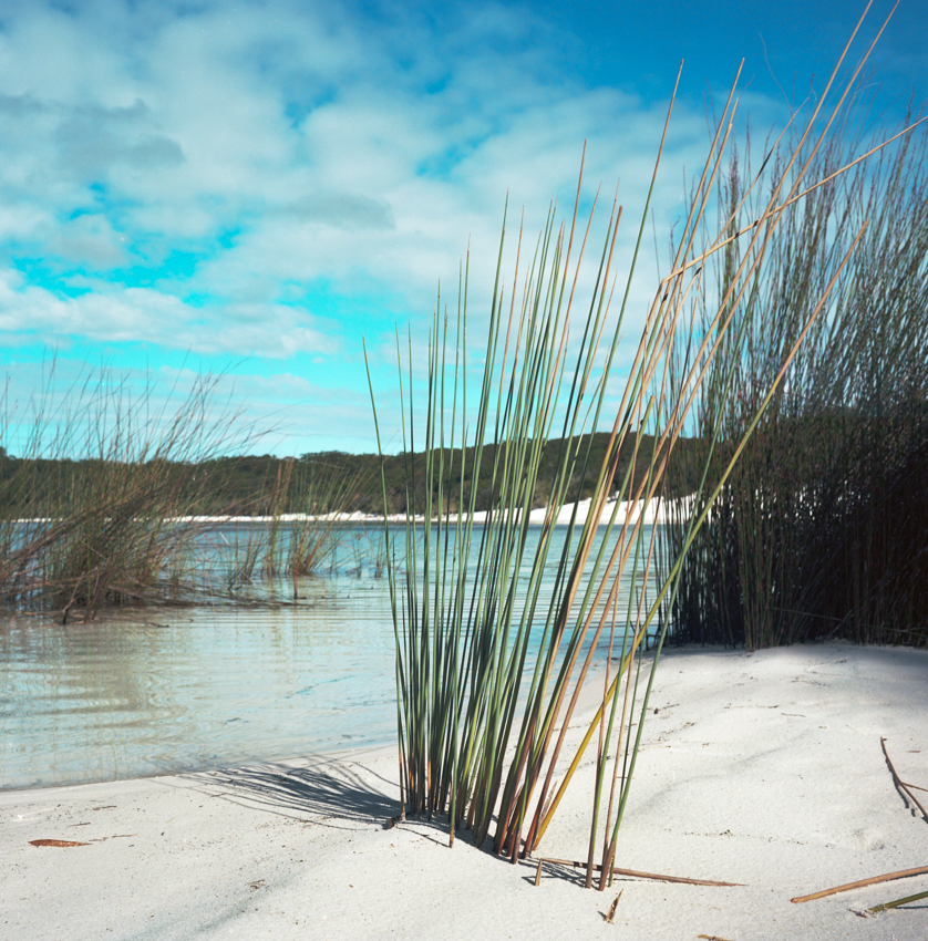 Reeds On The Shore