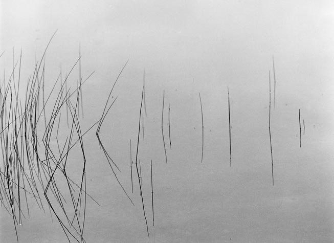 Reeds; Seney N.W.R