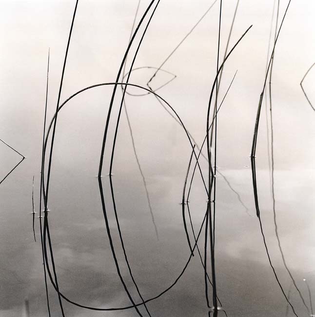 Reeds, Wycamp Lake