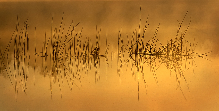Reeds