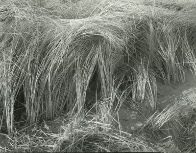 reeds