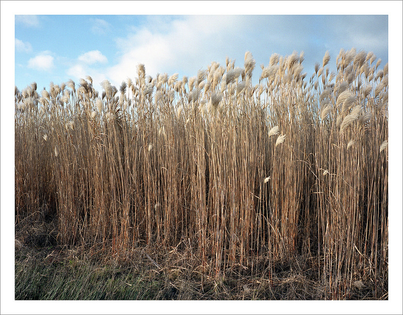 reedy marsh