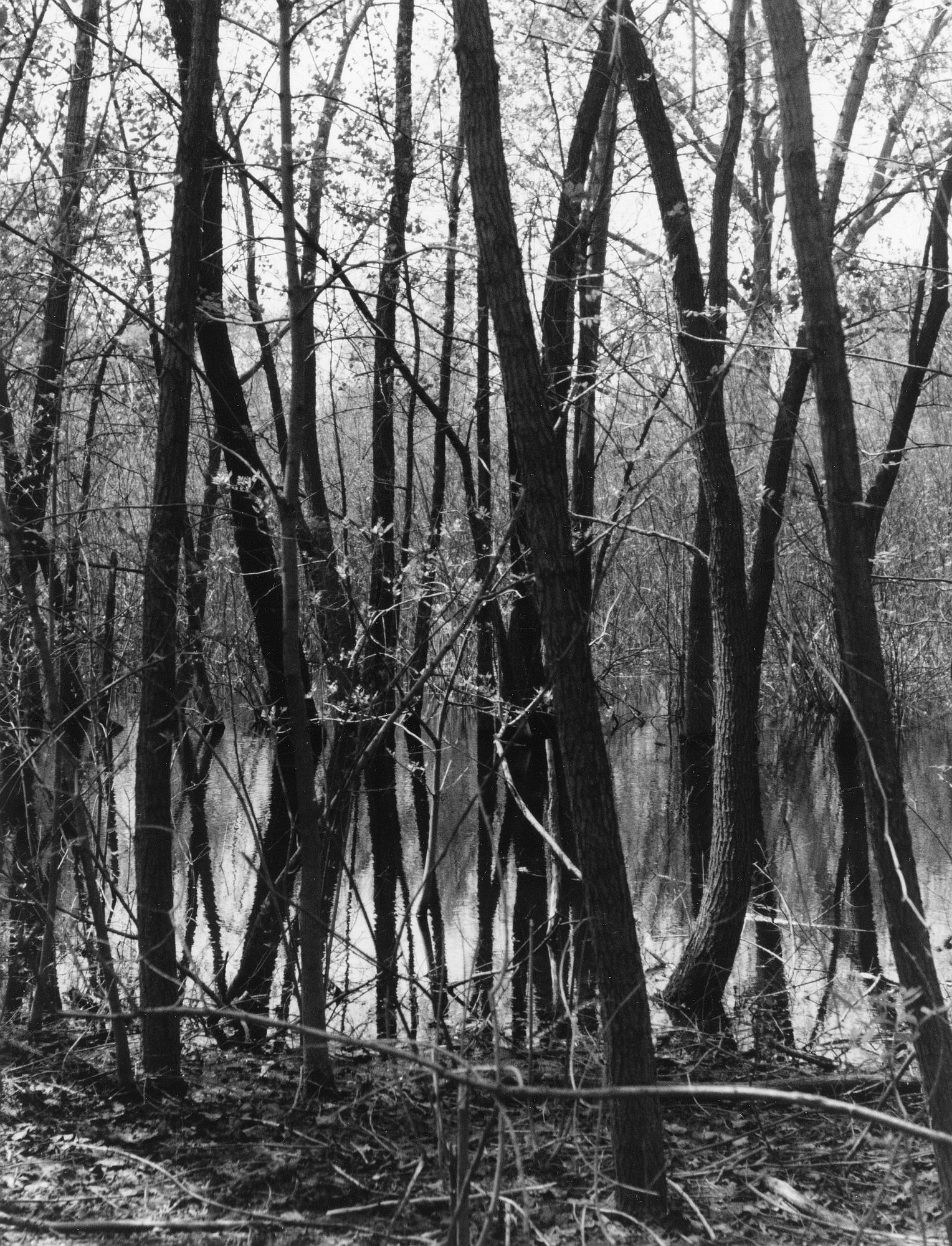 Reflected Trees