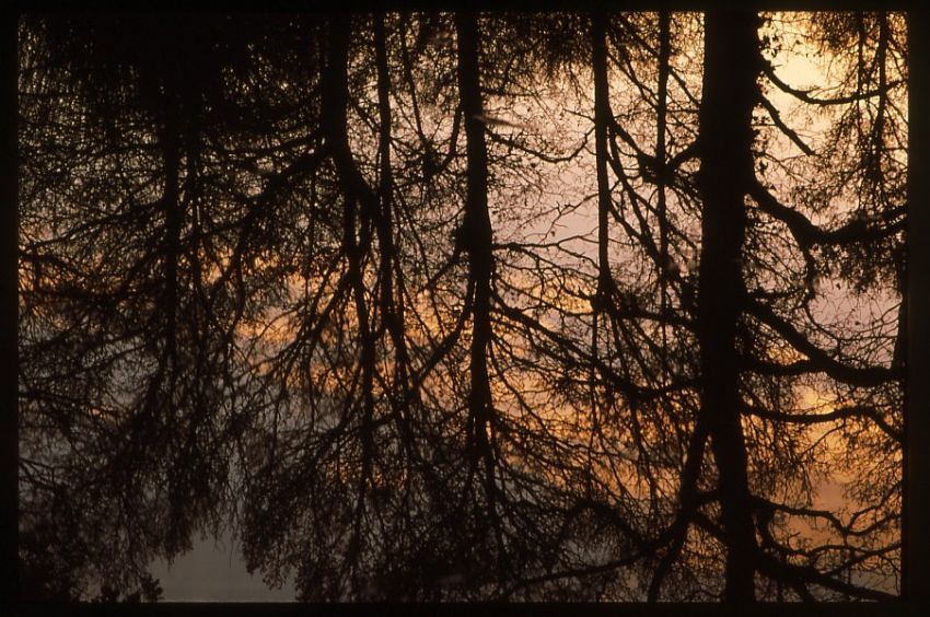 Reflection in Puddle.