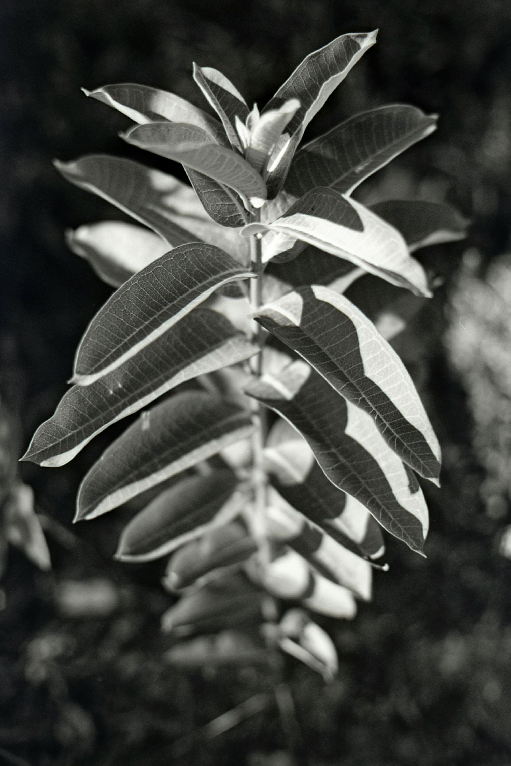 Regular Asclepias