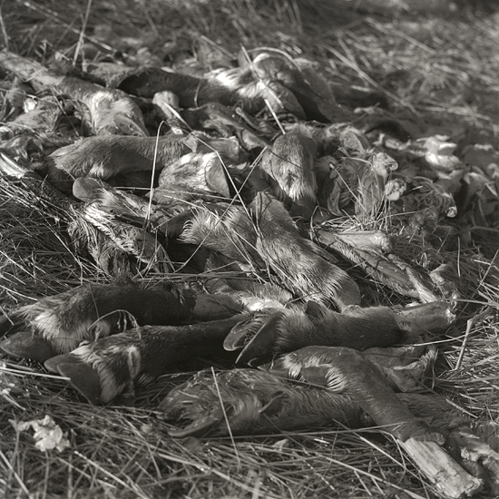 Rein deer remains, I