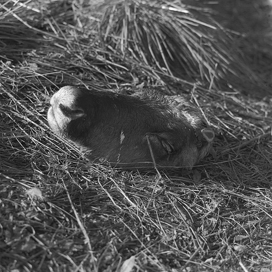Rein deer remains, III