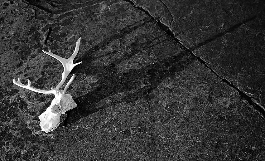 Reindeer in midnight sun