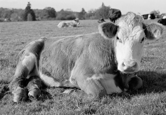 Relaxing Cow
