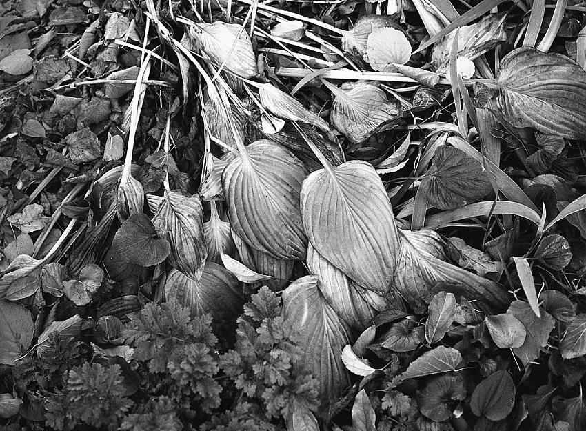 Remains of a Garden