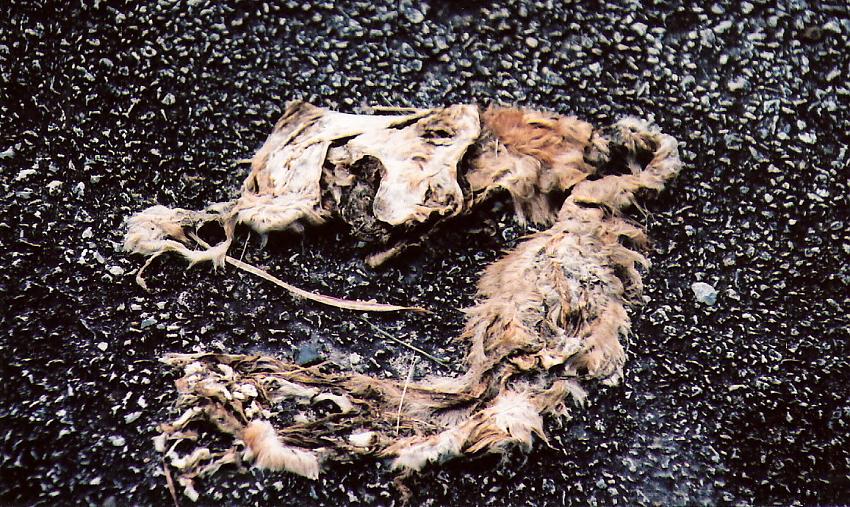 remains
