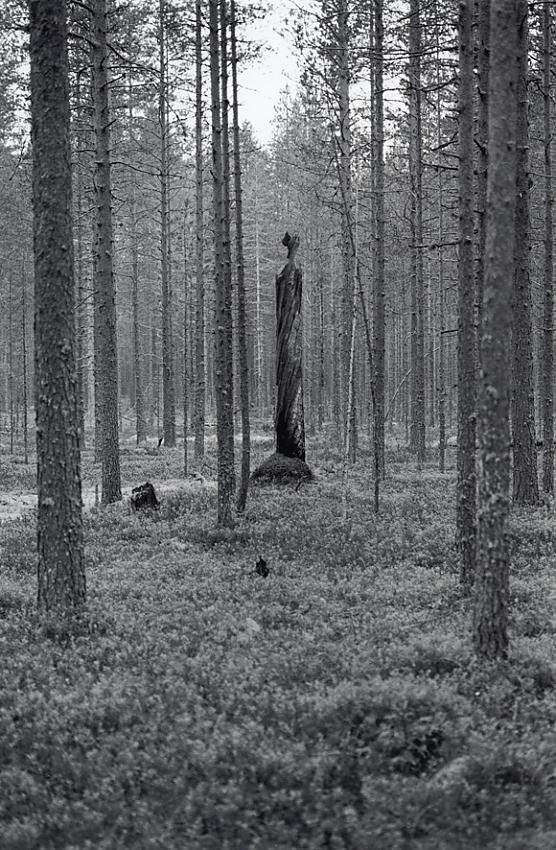 Remnant of old pine
