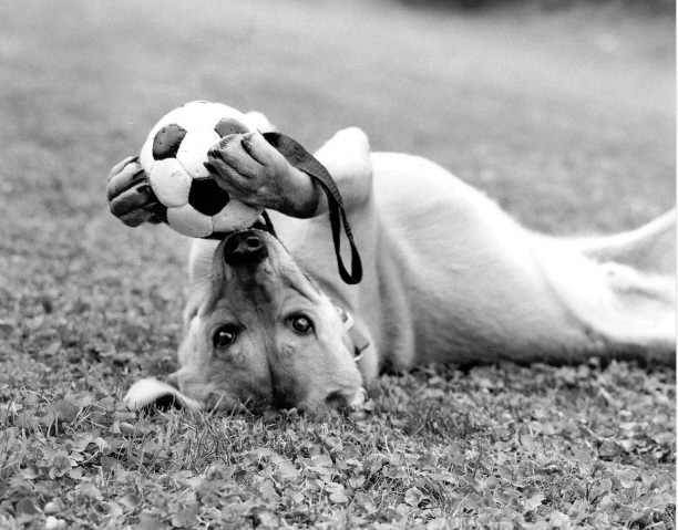 Renos new ball