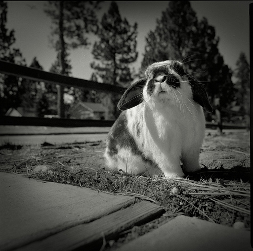 Rest in peace, little Finneus.
