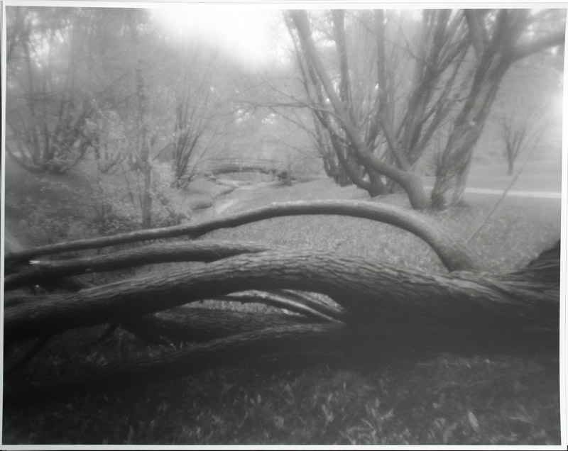 Return of the Polaroid 600: Confederation park