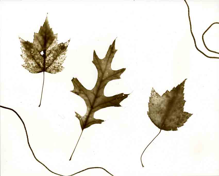 Rev-Photogram-Sepia-H