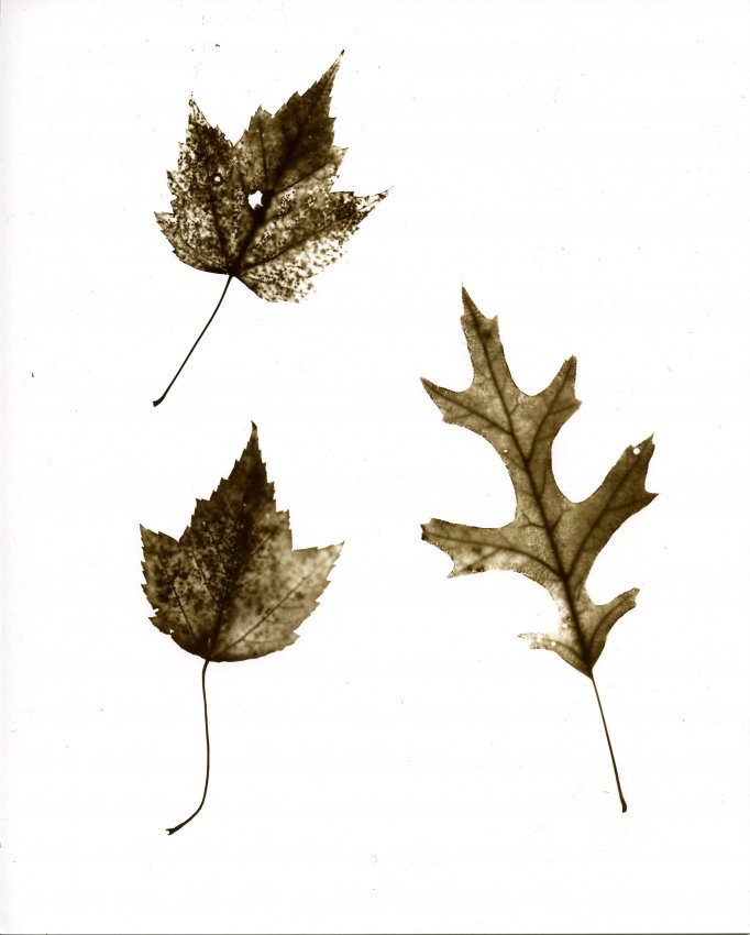 Rev Photogram-Sepia-V
