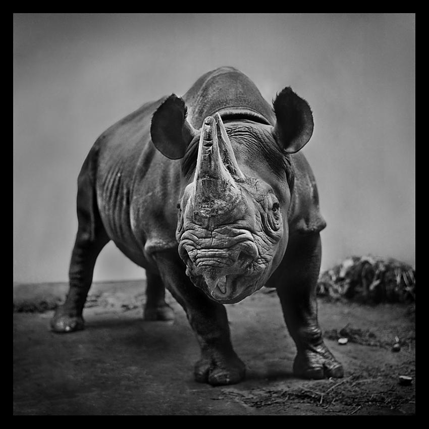 Rhino