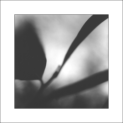 Rhodo