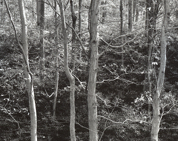 Rhododendron and Autumn Foliage