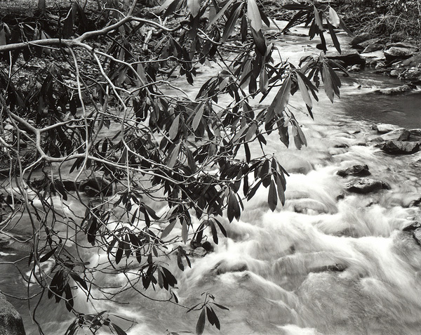 Rhododendron, Roaring Run